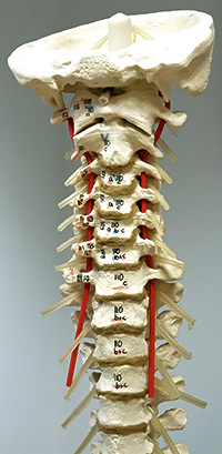 Fie Wirbels�ule: Definition der Wirbels�ulensyndrome